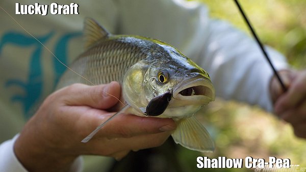 Изображение 1 : Shallow Cra-Pea - основной крэнк малой реки