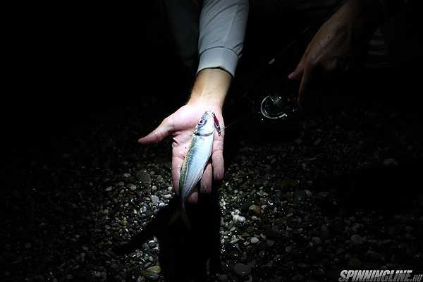 Изображение 1 : Вечерняя рыбалка на побережье в Пицунде